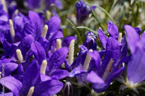 Silvery dwarf harebell, Edraianthus pumilio photo