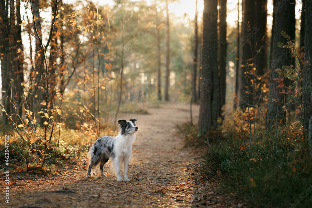 dog on a path in the forest. Autumn mood. Border collie in leaf fall on nature