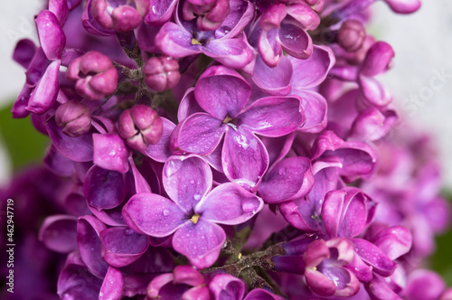 Lilacs in close-up. Blossoms of lilacs. Purple flowers. Drops on flowers. © SeagullNady