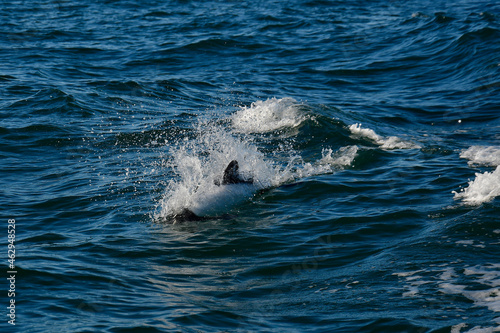 Commerson dolphin swimming, Patagonia , Argentina.