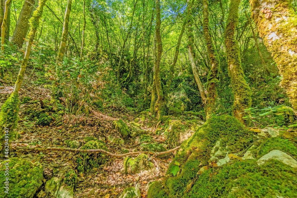 Pictures of a hike through dense green forest along a dried riverbed in Skarline Nature Park in Istria Pictures of a hike through dense green forest along a dried riverbed in Skarline Nature Park in Istria