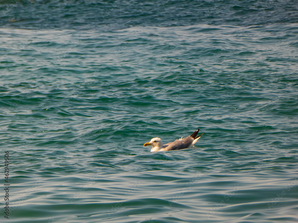 Fototapeta premium Lonely seagull calmly swimming in the sea