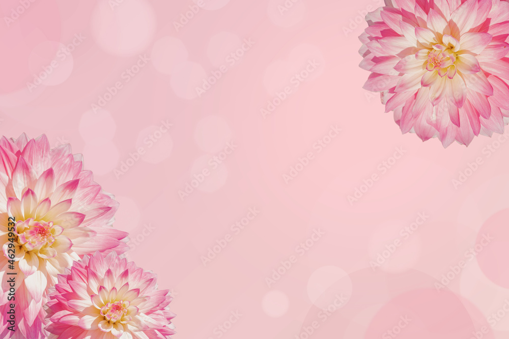 pink floral background layout, large dahlia flowers, top view, beauty framing