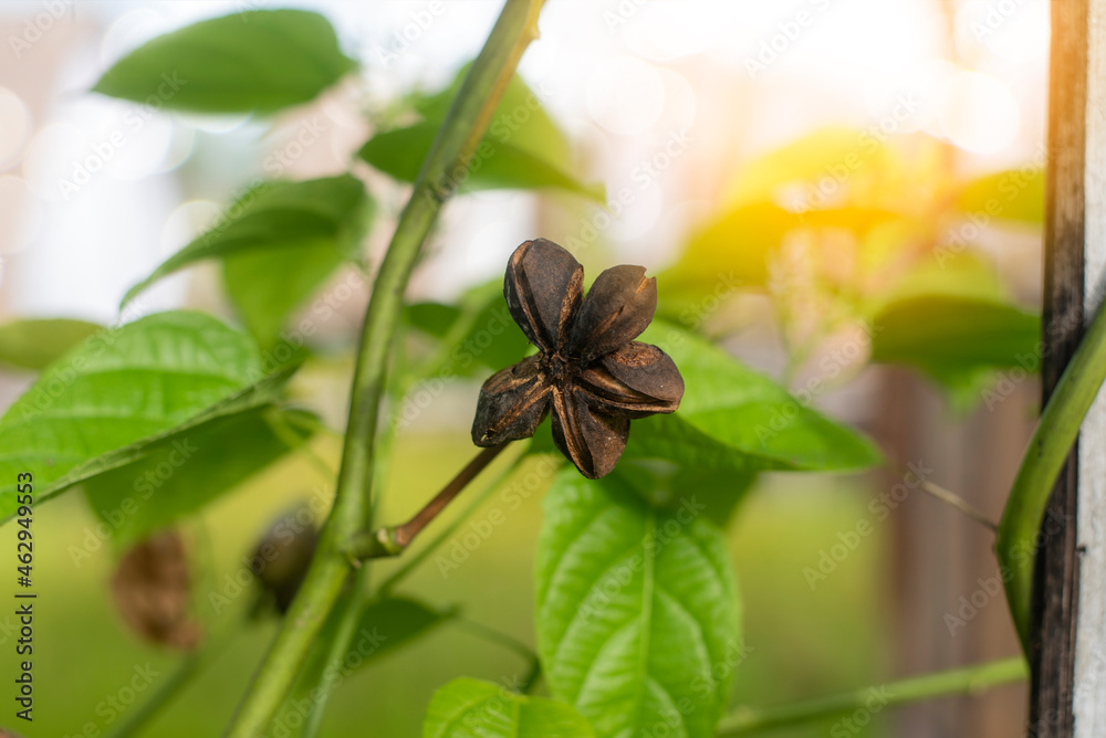 Plukenetia volubilis L.(Sacha peanut)Is a plant that is native to South America Amazon forest area Peru region Plukenetia volubilis L.(Sacha peanut)Is a plant that is native to South America Amazon forest area Peru region