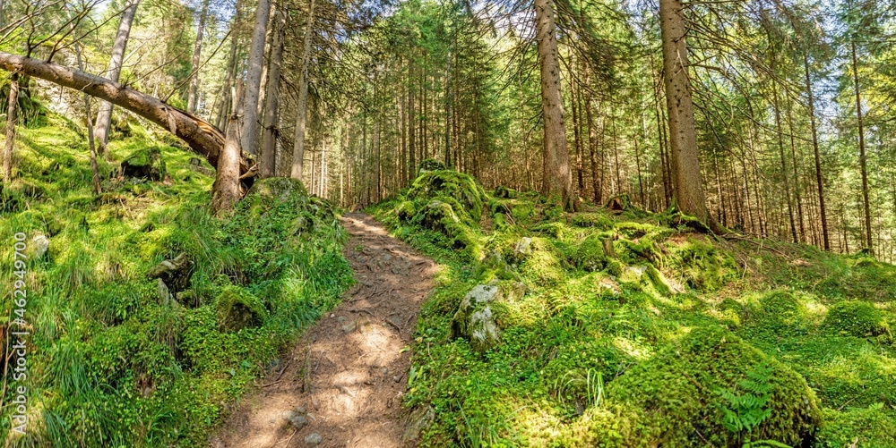 Obraz premium Image of a hike through dense green forest in Austrian region Katschberg