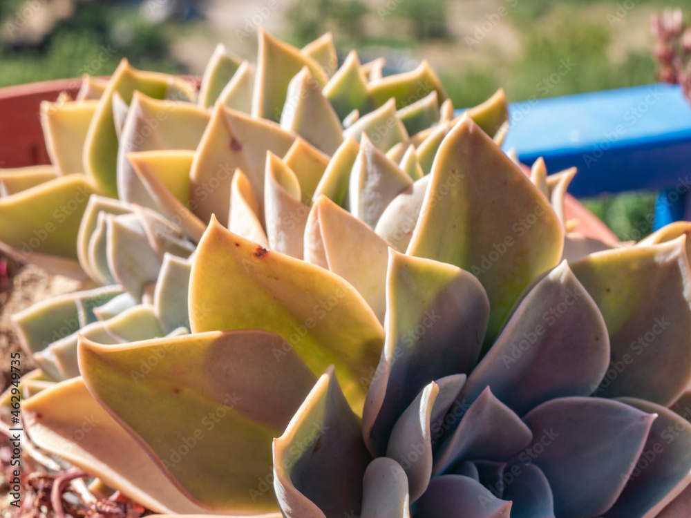 Plants in a pot under sunlight Plants in a pot under sunlight