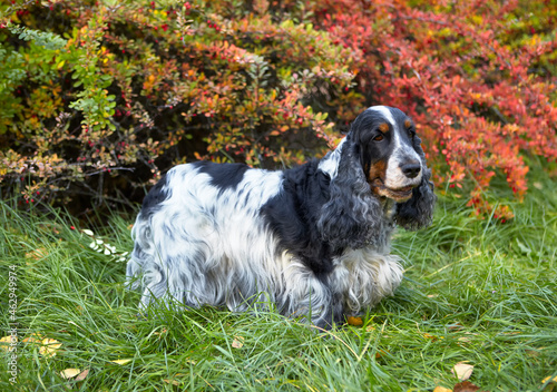 Autumn. Park. An English Cocker spaniel is standing in the grass. Bright shrubs are visible in the background. The color is blue roan with tan. Age 7 years.