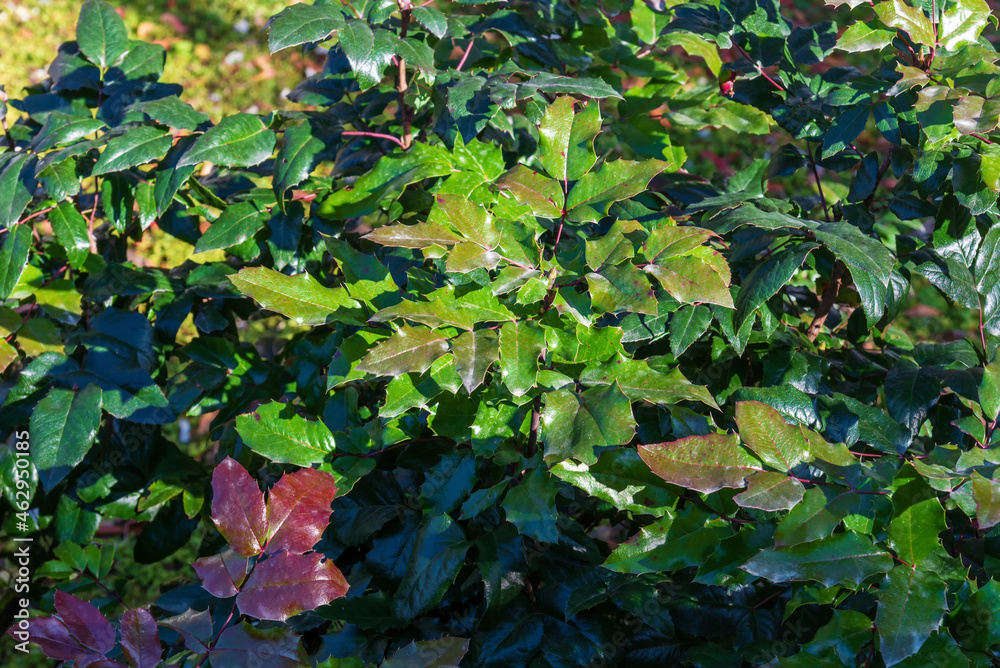 Green foliage of mahonia aquifolium in the park, background. Green foliage of mahonia aquifolium in the park, background.