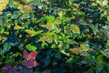 Green foliage of mahonia aquifolium in the park, background.