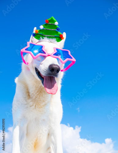 funny dog with sunglasses and christmas costume on isolated white background © Natallia Vintsik