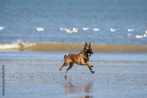 Dog running in the water and enjoying the sun at the beach. Dog having fun at sea in summer.   © LDC
