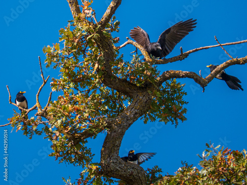 Crows and Yellow-billed magpies (Pica nuttalli) in a scuffle in Valley Oak tree. photo