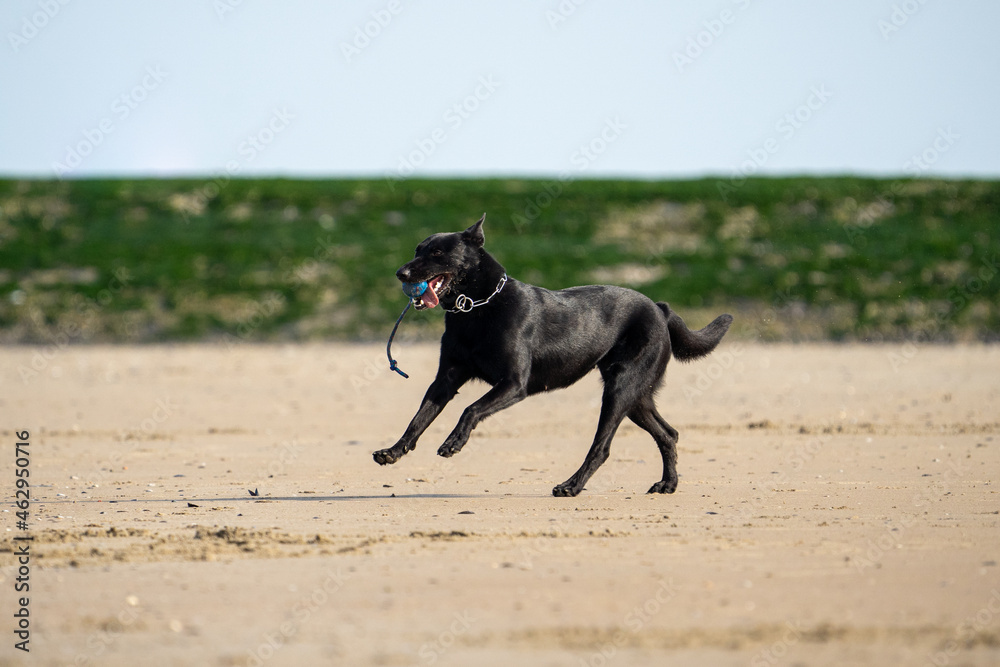 Dog running in the water and enjoying the sun at the beach. Dog having fun at sea in summer.
Dog running in the water and enjoying the sun at the beach. Dog having fun at sea in summer.