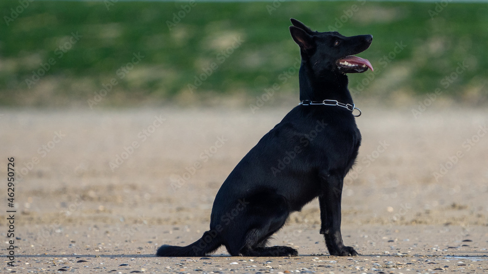 Dog running in the water and enjoying the sun at the beach. Dog having fun at sea in summer.
Dog running in the water and enjoying the sun at the beach. Dog having fun at sea in summer.
