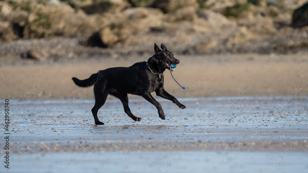 Dog running in the water and enjoying the sun at the beach. Dog having fun at sea in summer.
Dog running in the water and enjoying the sun at the beach. Dog having fun at sea in summer.