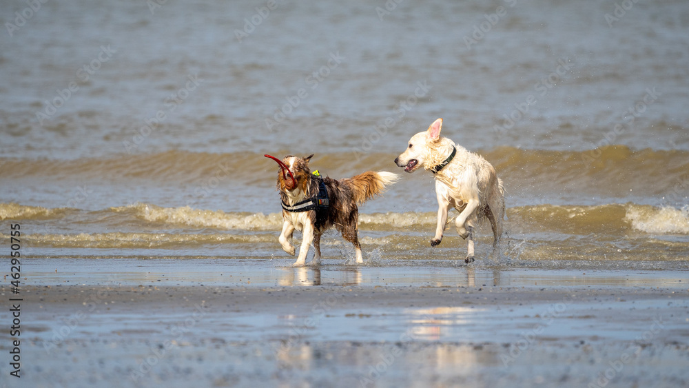 Dog running in the water and enjoying the sun at the beach. Dog having fun at sea in summer.
Dog running in the water and enjoying the sun at the beach. Dog having fun at sea in summer.