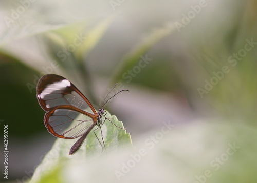 clear wing butterfly, transparent greta morgane on leaf