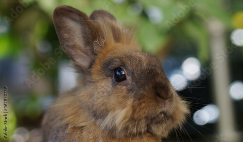 Portrait of brown lionhead dwarf rabbit