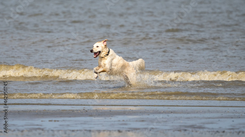Fototapeta Naklejka Na Ścianę i Meble -  Dog running in the water and enjoying the sun at the beach. Dog having fun at sea in summer.	

