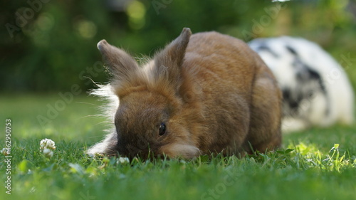brown lionhead dwarf rabbit on meadow eating grass