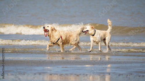 Fototapeta Naklejka Na Ścianę i Meble -  Dog running in the water and enjoying the sun at the beach. Dog having fun at sea in summer.	
