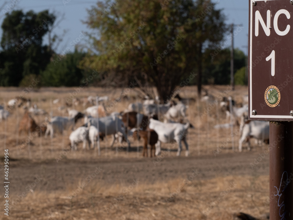 Obraz premium Goats helping with fire prevention American River Parkway Sacramento Ca