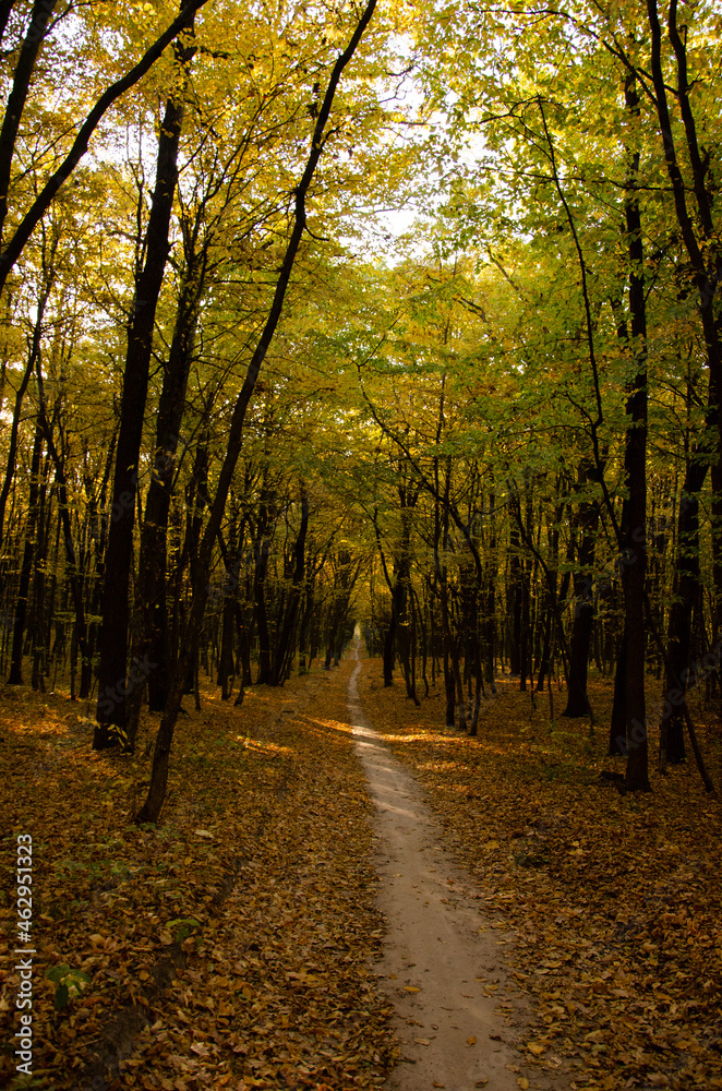Obraz premium Autumn forest. Forest path between trees with yellow leaves. Sun rays break through branches of trees.