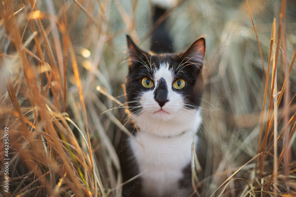 Portrait of a beautiful black and white cat is in the grass at sunset