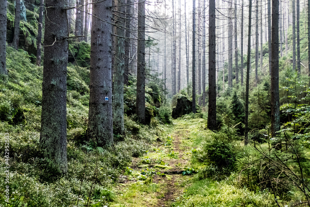 Naklejka premium hiking in an amazing czech forest nature
