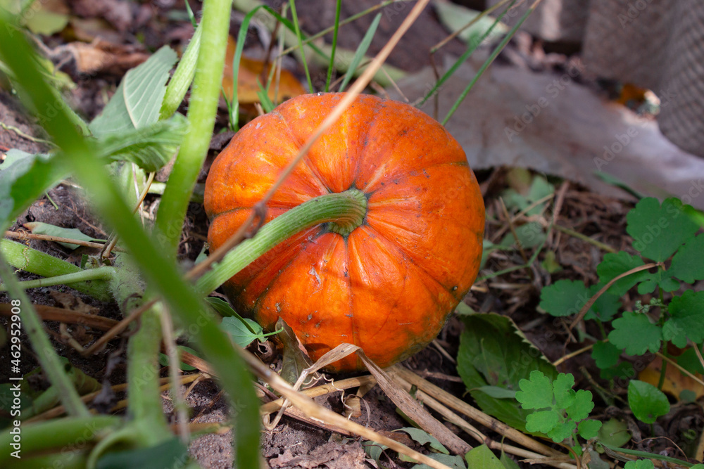 pumpkin in the garden