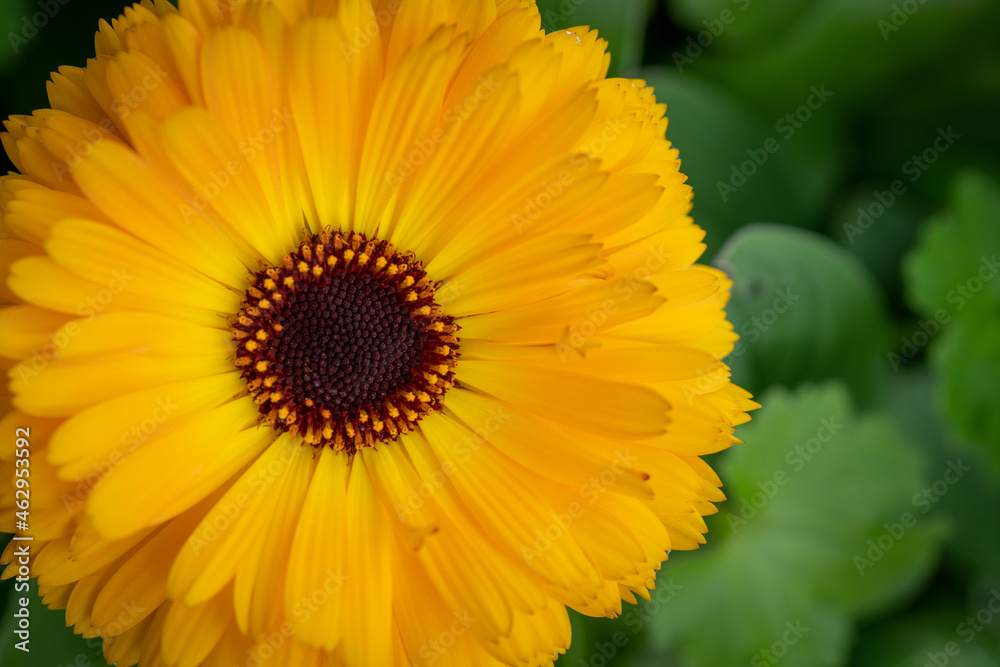 Obraz premium Yellow Calendula Flower in the Garden with Selective Focus