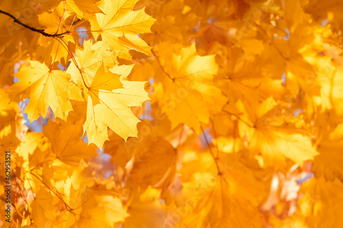 Autumn maple leaf and sun rays