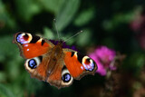 Close up of a colorful butterfly, a peacock butterfly, sitting on a purple flower against a green background