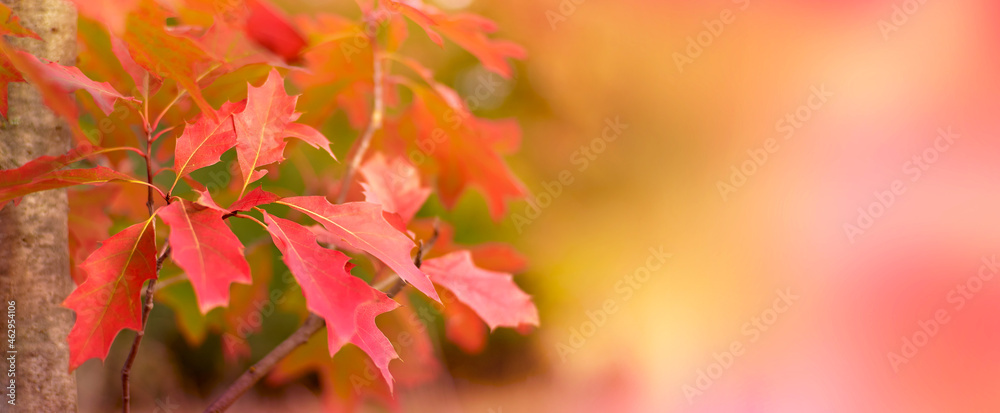 Red autumn leaves nature bokeh background Autumn forest nature Soft focus Red autumn leaves nature bokeh background Autumn forest nature Soft focus