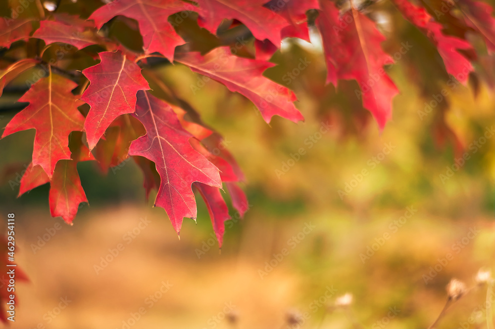 Autumn nature background with red leaves on branches close-up Autumn nature background with red leaves on branches close-up