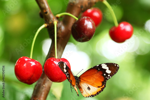 Red sweet cherry grows on a tree and butterfly, Danaus chrysippus (Plain tiger or African monarch)