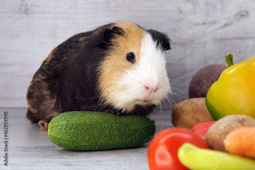 guinea pig eats cucumber with vegetables on a gray background