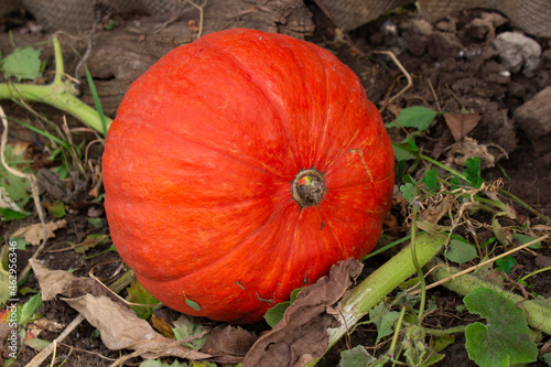 pumpkin on the ground