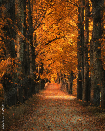 Fototapeta Naklejka Na Ścianę i Meble -  Colourful autumn landscape with road trough the countryside