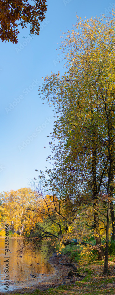 Autumn landscape, colored trees over a pond with ducks, beautiful picturesque background. Natural paints. Beautiful view. Vertical frame.