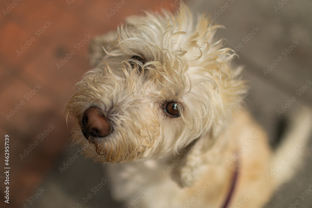 Retrato de Perro 