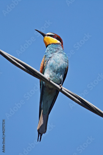 specimen of european bee eater photo