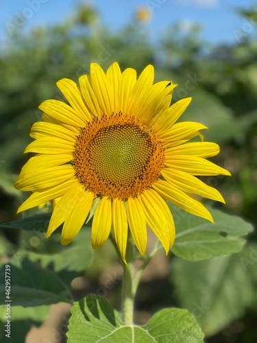 sunflower in the field