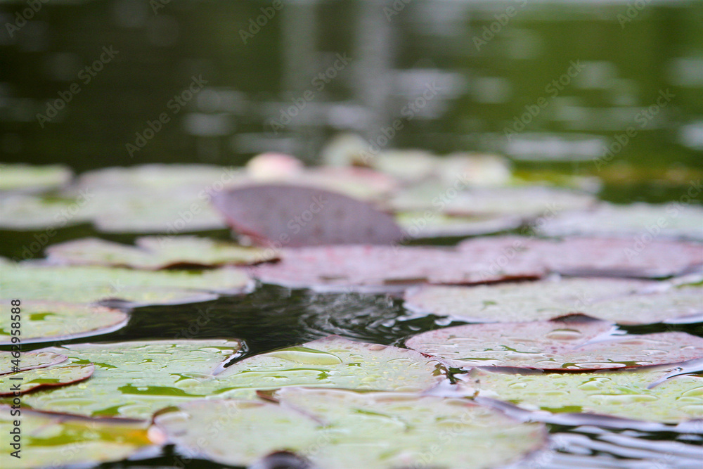 blurred effect picture of leaves floating on water blurred effect picture of leaves floating on water