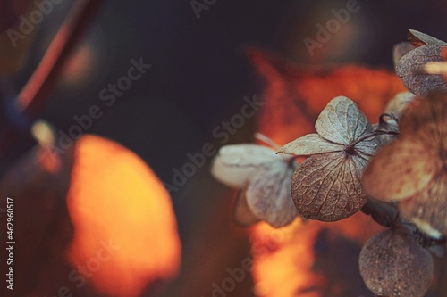 Dry brown hydrangea flowers close-up outdoors in orange sunlight. Dry golden hydrangea petals and hydrangea leaves in the autumn garden. Golden sunny autumn natural background.