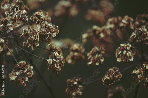 Dry umbel plant head with seeds outdoors close-up. Brown minor autumn background. Dry umbrella of an umbel plant with brown seeds on a green background.