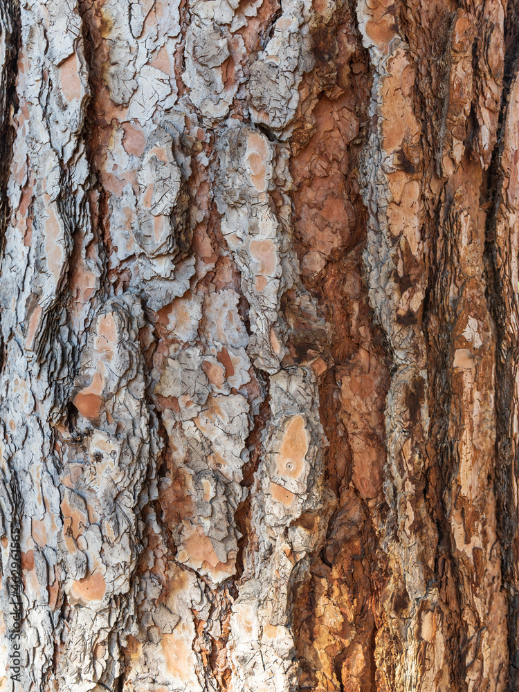 Ponderosa Pine Tree Plated Bark Close-up Vertical Ponderosa Pine Tree Plated Bark Close-up Vertical