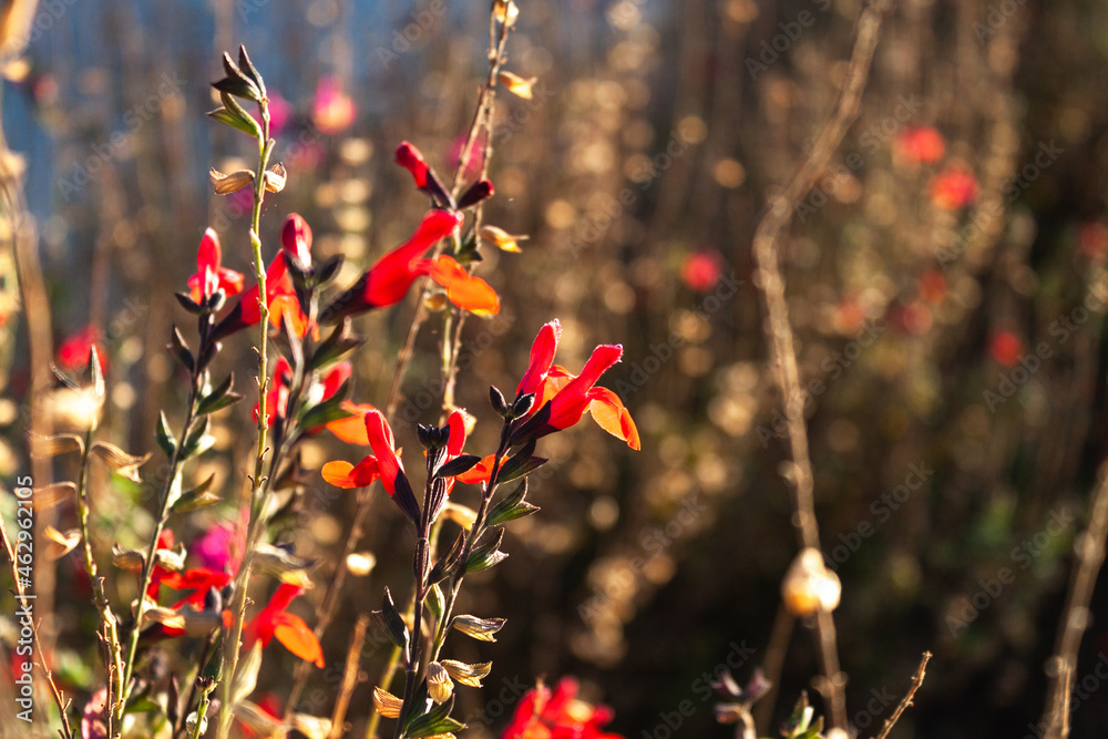 Pretty red flowering bushes on a fall sunset with nice warm golden tones Pretty red flowering bushes on a fall sunset with nice warm golden tones