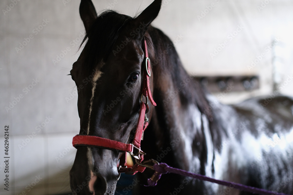 Young black horse stands in stable in halter closeup