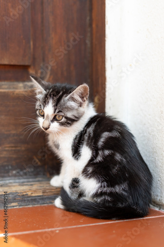 An unfortunate hungry homeless kitten sits on the threshold in front of the door.